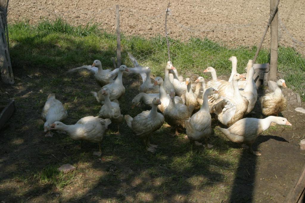 Agriturismo Vecchio Gelso Ortezzano المظهر الخارجي الصورة